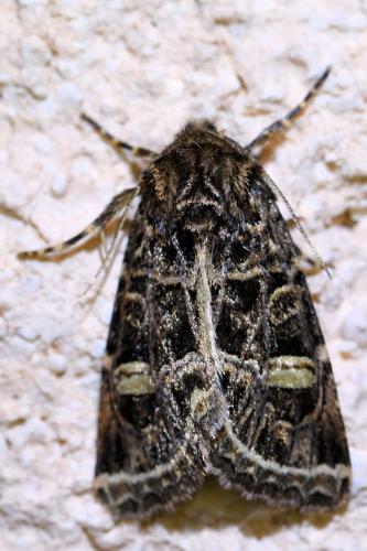 Leucochlaena oditis